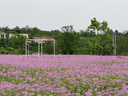 福东海 茉莉花120克  (当季新鲜头采)横县三伏 花草茶泡水喝养生茶饮 实拍图