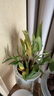 HB-101植物活力素营养液500ml免稀释喷雾兰花多肉生根液花卉绿植通用 实拍图