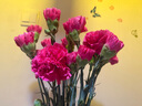 【单头康乃馨】鲜切花多色云南基地直发送妈妈送老婆花七夕节礼物 单头康乃馨桃红色20枝 实拍图
