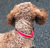 多尼斯（DOGNESS）狗狗牵引绳遛狗绳狗链子项圈幼小型犬泰迪贵宾比熊博美柯基 红S 实拍图