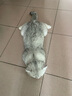 卫仕猫用A2全护配方羊奶粉200g小猫宠物新生猫羊奶粉帮助成长羊奶粉 实拍图
