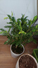 京云梦 清香木盆栽防蚊虫驱蚊草绿植桌面绿植清香胡椒木+塑料盆源头直发 实拍图