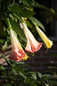 腾龙（Tamron）B061Z 18-300mm F/3.5-6.3 Di III-A VC VXD防抖远摄大变焦微单镜头旅游（尼康Z口） 实拍图