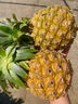 三萌果蔬正宗金钻凤梨 海南当季新鲜爆甜手撕金菠萝香水果整盒节日送礼 5斤甄选装净重4.5斤【约2-3个】 实拍图