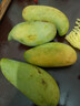 鲜以优广西生吃酸芒果特产新鲜水果四季酸脆象牙青生芒果腌制酸嘢用芒果 1斤+2包调料+工具 实拍图