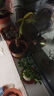 八芽小叶栀子花盆栽开花植物室内桌面茶几好养花卉绿植办公室净化空气 栀子花+白裂纹金边陶瓷盆+紫砂托盘+苔藓铺好发货 带盆栽好 实拍图