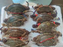 【活蟹发货】青岛梭子蟹特大鲜活螃蟹海蟹飞蟹母蟹公蟹蟹类 顺丰鲜活发-特大梭子蟹2斤5-8只 鲜活发货 实拍图