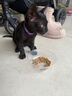 LEGENDSANDY蓝氏全价猫粮生鲜高能系列成猫幼猫 试用 试吃 猎鸟乳鸽 50g*5 实拍图