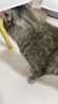 皇家搭档猫条猫零食鸡肉三文鱼猫条成猫幼猫营养猫条312g（13g*24支）一袋 实拍图