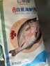 仙泉湖三去白蕉海鲈鱼1斤/条净膛冷冻刺少肉厚珠海特产500g生鲜食材 实拍图
