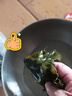 粮盼【霞浦产地】有机海带500g肉质厚实昆布海带中段30cm源头直发包邮 实拍图