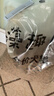 麦富迪狗粮 藻趣儿狗粮成犬粮牛肉螺旋藻 均衡营养7.5kg/15斤 实拍图
