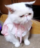 阿莫尔猫咪裙子夏季薄款猫咪衣服可爱粉色南瓜裙布偶蓝猫宠物狗狗公主裙 粉色 S 建议3-5斤  背长20cm 实拍图