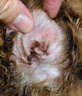 普安特宠物猫咪耳螨狗狗猫咪耳炎耳痒耳臭耳红耳道清洁消炎止痒复方制霉菌素膏欣尔宁 实拍图