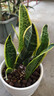 佰花锦金边虎皮兰盆栽好养常青绿植好养矮脚花卉室内客厅办公室耐旱 3颗精品金边虎皮兰裸根 整体高度约25-35cm 实拍图