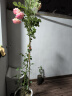 花友藤本月季花苗月季花树苗盆栽特大花苗庭院爬藤植物阳台蔷薇爬墙 粉龙沙宝石【爬藤】大苗 1-1.3米高度多分叉 实拍图