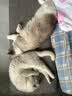 狼孩儿幼猫成猫猫粮深海鱼三文鱼全猫期布偶蓝猫英短猫咪全价粮 海洋鱼猫粮20kg(40斤) 实拍图