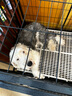 北鼻狗【升级全管加强 】狗笼中型犬大型犬狗笼子宠物狗狗笼子金毛用品 升级四面全管底部加强 黑色 110*75*90CM 建议100斤内 实拍图