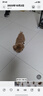 腆宠 狗笼 狗笼子大型犬中型犬小型犬带厕所加粗狗窝家用宠物笼子围栏 实拍图
