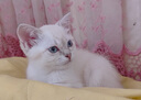 麦富迪猫条 舒然鱼油猫条猫咪零食成幼猫美毛亮毛三文鱼14g*10支 实拍图