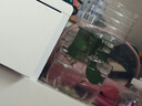 疯狂水草（FKSC）真水草鱼缸造景套餐净化水质懒人鱼缸水草植物直接入缸蜈蚣草 芭榕【火山石底座】 实拍图