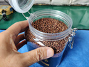 艺佰苦荞茶800克四川大凉山全颗粒胚芽黑苦荞黑珍珠荞麦养生茶 实拍图