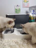 licheers领宠爱 猫碗 狗碗双碗猫食盆宠物自动饮水器防打翻狗盆 升级三碗 实拍图