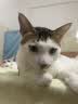 玫斯（metz）云朵主食罐宠物猫粮猫零食  美毛猫粮零食罐头布偶白猫粮罐 兔肉配方 85g*4罐 实拍图