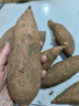 蜜红薯沙地地瓜 小薯香薯红苕当季新鲜蔬菜产地直发约现采现发 新鲜蜜薯9斤净重（单果150g+ 实拍图