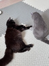 美士（Nutro）进口一分为二猫餐盒鸡肉鸡肝无谷猫主食罐75g赏味期至26年7月 实拍图