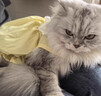 阿莫尔猫咪裙子夏季薄款猫咪衣服可爱粉色南瓜裙布偶蓝猫宠物狗狗公主裙 黄色 M 建议5-8斤  背长25cm 实拍图
