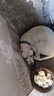 憨憨乐园狗项圈小型犬泰迪金毛宠物狗狗颈圈中小型犬脖圈脖套用品S号 实拍图