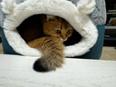 华元宠具（hoopet）猫窝封闭式四季通用猫房子猫床幼猫冬季保暖猫屋可拆洗垫子宠物窝 两用封闭式猫窝【垫子可拆洗】 M：50*50*H36cm(适用15斤内猫咪) 实拍图