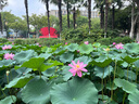 松达 婴儿护肤霜 儿童多效面霜 亚麻籽油精华 宝宝保湿润肤 48g 实拍图