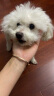 伯纳天纯生鲜小型犬中大型犬泰迪比熊鸭肉梨0谷物冻干全价犬粮2kg/4斤 实拍图