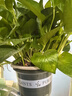 双盟绿萝盆栽除甲醛花卉绿植办公室新房净化空气180加仑4盆装源头直发 实拍图