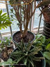 九千谷花盆加仑盆升级款塑料花盆家用园艺种植盆带托盘16*16cm3个装5068 实拍图
