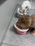 皇家猫粮 猫罐头猫零食猫湿粮宠物进口成猫主食软包罐头 通用粮 【成猫绝育】SAGP浓汤85gX12袋 实拍图