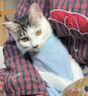 多特思猫零食猫条混合口味15g*200支0添加肉粉0诱食猫咪零食湿粮 实拍图