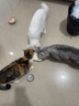 皇家搭档猫罐头成猫幼猫通用猫零食高汤补水鸡肉羊奶奶昔混合85g*24罐 实拍图