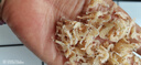 京喜加【销量过万】虾皮虾皮干渠道专享 淡干虾皮 250g(净重) 实拍图