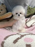 宁宠 比熊犬比熊幼犬白色宠物狗狗活体小狗崽活物茶杯犬狗小型犬 混血级 公 实拍图