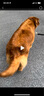 力狼狗粮 全价成犬粮 博美泰迪金毛阿拉斯加边牧大中小犬型粮 【金毛专用】全阶段犬粮20kg 实拍图