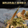 养益君肾精茶50g又名化石草肾经草 泡水喝野生肾精草长白山嗷嗷叫黄金草 实拍图