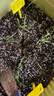 美乐棵蔬果种菜营养土园艺种植土花土肥料蔬菜水果种菜土40L 实拍图