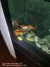 森森鱼缸增氧泵水族箱氧气泵家用小型充氧泵LQE-400 5W双孔+全套配件 实拍图