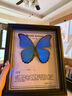 大蓝闪蝶标本【真蝴蝶标本】稀有进口天堂凤蝶摆件 大蓝闪蝶 10寸框 实拍图