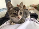 麦富迪猫粮 超肉粒冻干双拼成猫粮美毛护肠胃 三文鱼10kg/20斤 实拍图