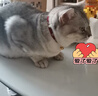 茨格曼 猫项圈猫铃铛狗狗卡通铃铛项圈挂绳宠物铃铛项链泰迪项圈饰品 实拍图