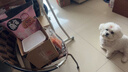 HELLOJOY狗狗零食幼犬成犬通用磨牙训狗奖励 宠物零食大礼包800g 实拍图
